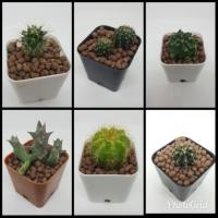 ราคา กระบองเพชร แคคตัส cactus (588805888)