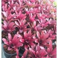 ราคา สับปะรดสี​ นีโอไฟร์บอล (12573403468)