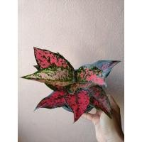 ราคา อโกลนีมา ต้นไม้มงคล ค้ำคูน สีแดง (11986184561)