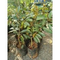 ราคา ต้นพันธุ์ทุเรียนเม็ดในยายปราง/พานพระศรี/นกกระจิบ(เสียบยอด)​ถุงเบอร์7 (7816275956)