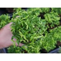 ราคา บอนไซโมกหนูลา ไซส์กระถาง4นิ้ว (24285067381)