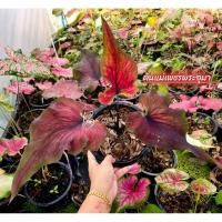 ราคา เพชรพระอุมา(บอนสีสายดุน่าสะสม) (22731428931)