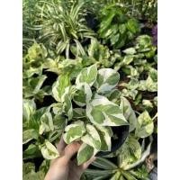 ราคา พลูงาช้าง กระถาง 6 นิ้ว พลูด่างอินเดีย ตระกูล พลู รากเเข็งเเรง พลูงาช้าง เดินดิน (8755218643)