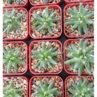 ราคา กล้วยหอม แคคตัส กระบองเพชร ไม้เล็ก (288266720)