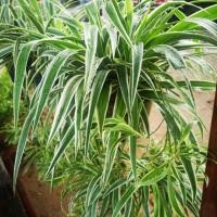 ราคา เศรษฐีเรือนนอก​ เศรษฐีเงินใหญ่​ ไม้มงคล​เสริมโชคลาภพุ่มใหญ่สวยงาม​ ไม้ประดับฟอกอากาศ​ สามารถ แบ่งปลูกได้เลย (3729673299)