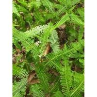 ราคา เฟิร์นตีนตะขาบใบเล็ก ส่งขายเเบบเป็นชุด ชุดล่ะ10 ต้น (4161249453)