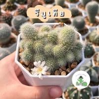 ราคา A Little cactus| แคคตัส กระบองเพชร รีบูเทียดอกขาว (23809397668)