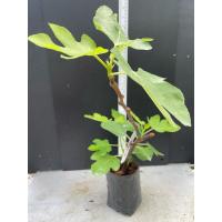 ราคา มะเดื่อฝรั่ง Fig พันธุ์ Red Arab (25503471793)