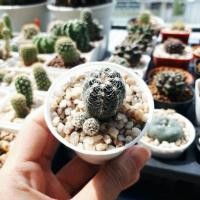 ราคา Gymnocalycium Bruchiiยิมโนคาไลเซียมบรูชิอาย (17123613)