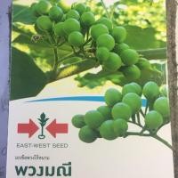 ราคา เมล็ดพันธุ์ มะเขือพวงไร้หนาม (1916529870)