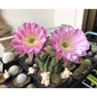 ราคา แคคตัส อิชินอปซิส ไฮบริด แองเจิ้ล (Cactus) (16427712991)