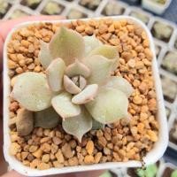 ราคา Echeveria Lola Single 2 Inch G Succulents เชียงใหม่ กุหลาบหินนำเข้า ไม้อวบน้ำ (4739406078)