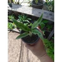 ราคา ต้นเงิน เงิน เงิน สินค้าตรงปก (21337448299)