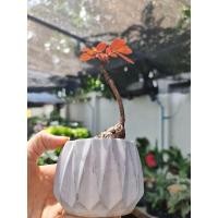 ราคา ไม้โขดมงคล มะยมเงินมะยมทอง ในกระถาง loft design (10226336346)