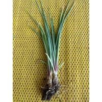 ราคา ต้นดอกซ่อนกลิ่นหรือดอกข้าว (22581232842)