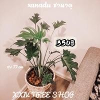 ราคา ☘️ Xanadu [ซานาดู]☘️ (5221152435)