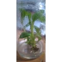 ราคา กล้วยฟลอริด้าเขียว (แม่พันธ์ด่าง) (11430927561)