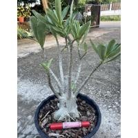 ราคา ชุดต้นชวนชม5ต้น 750฿ (9678981548)