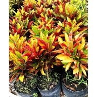 ราคา ต้นโกสน ไม้มงคล นำโชคลาภ (25423361099)