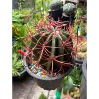 ราคา เล็บเหยี่ยว​ เฟอโร​ หนามแดง​ ดอกชมพู​ ส่งต้นพร้อมกระถาง (4079363527)