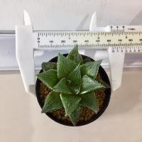 ราคา หยดน้ำญี่ปุ่น harworthia Gracilis x Major กระบองเพชร แคคตัส ไม้อวบน้ำ ฮาโวเทีย (7356880776)
