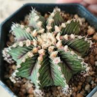 ราคา LB-T-REX ฟอร์มดี สีสวย แรร์ไอเทม หายาก (27203563233)