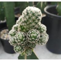 ราคา กระบองเพชร (Cactus) ดูไว ไร้หนาม (Mammillaria Duwei) เด็ดหน่อสด (3 หน่อ 45 บาท) ขนาด 1 cm ขึ้นไป นำไปชำหน่อหรือกราฟ (4044657937)