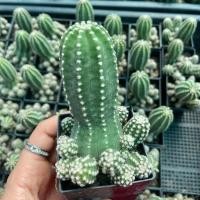 ราคา ต้น อิชินอปแตงกวา กระถาง 2 นิ้ว กระบองเพชร ตะบองเพชร เเคคตัส จิ๋ว (25861790617)