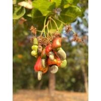 ราคา เมล็ดมะม่วงหิมพานต์ดิบหัวครกกาหยีกาหยูเม็ดกาหยีเม็ดมะม่วงหิมพานต์ (22334804836)