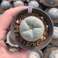 ราคา Lophophora Fricii ไม้เมล็ด (9610454079)