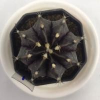 ราคา ยิมโนด่าง ไทเกอร์ด่าง ด่างซึม ม่วงดำ ยิมไม้เมล็ด แคคตัส กระบองเพชร (Gymnocalycium) (11407504067)