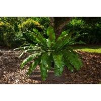 ราคา เฟิร์นข้าหลวง, S - M เฟิน, ข้าหลวง, หลังลาย, ต้นเฟิร์น, เฟิร์นรังนก, ไม้มงคล (25824277249)