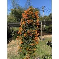 ราคา ต้นพวงแสดไซส์ใหญ่พร้อมดอก (6463640674)