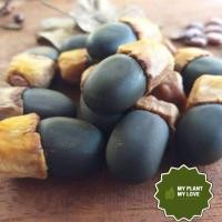 ราคา เมล็ดไม้มะค่า แบ่งขาย ราคาเป็นกันเอง (6386668872)