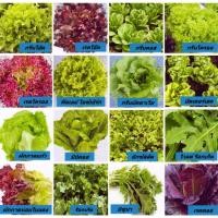 ราคา เมล็ดพันธุ์ผักสลัด เลือกได้ 18 ชนิด เมล็ดพันธุ์อินทรีย์ แบบไม่เคลือบ ชนิดละ 100 เมล็ด 10 บาท (16238444473)