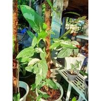 ราคา เงินไหลมาด่างขาว เงินไหลมา เงินไหลขาว Syngonium Podophyllum white variegated (9784715402)