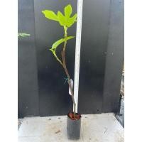 ราคา มะเดื่อฝรั่ง Fig พันธุ์ Conadria (18525962415)