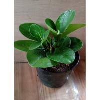 ราคา ต้นเปปเปอร์หยก หรือต้นธูปมงคล ต้นไม้มงคล ต้นไม้ใบสวยในกระถาง 4" รักษ์ต้นไม้ (3654546420)