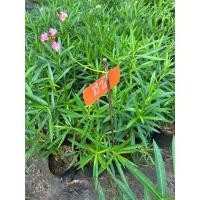 ราคา ต้นดอกยี่โถไม้โบราณดอกดก (28001557953)