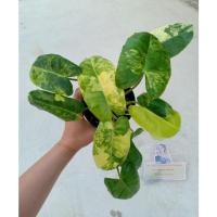 ราคา ฟิโลเดรนดรอน เบอร์มาร์คด่าง (11264632535)