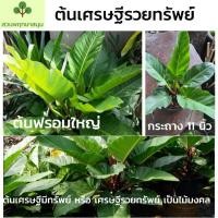 ราคา ต้นเศรษฐีรวยทรัพย์หรือต้นเศรษฐีมีทรัพย์ Philodendron sp. ‘Setthimisap’ กระถาง 11 นิ้ว (3647830762)
