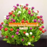 ราคา เมล็ดพันธุ์ดอกบานไม่รู้โรยคละสี 25 เมล็ด (8017194987)