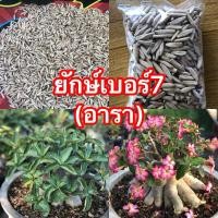 ราคา เมล็ดชวนชม ยักษ์อาราบิคั่ม ใบมัน (12512377157)