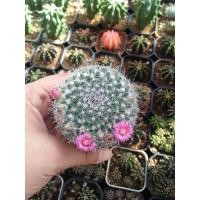 ราคา Mammillaria hahniana (แมมแม่เฒ่า) ดอกชมพู (15747108512)