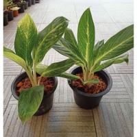 ราคา ต้นคฑาทอง อโกลนีมา ไม้มงคล พร้อมกระถางพลาสติก 8 นิ้ว (13447812940)