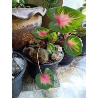 ราคา ต้นบอนวัวแดง,บอนอิเหนาพร้อมส่งเป็นต้น (12244604115)