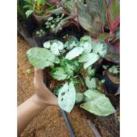 ราคา ต้นออมเงินแคระ ไม้มงคล (10266905772)