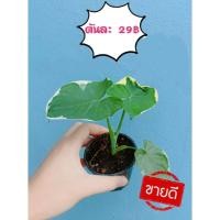 ราคา ต้นถุงเงินถุงทองไม้มงคล ถุงเงินถุงทองเสริมดวง (10150927110)