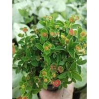 ราคา โป๊ยเซียนแคระ จัดส่งต้นพร้อมกระถาง (18443334997)