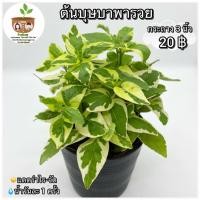 ราคา ต้นบุษบาพารวย จัดส่ง 2 ขึ้นไป คละแบบได้ ต้นไม้มงคลจิ๋ว (3380484406)